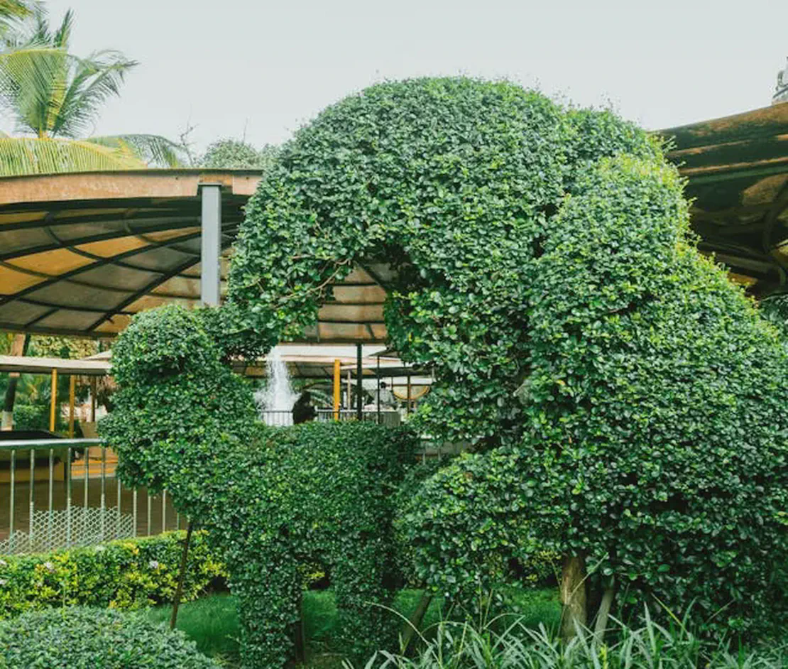 Pruning and Plant Shaping